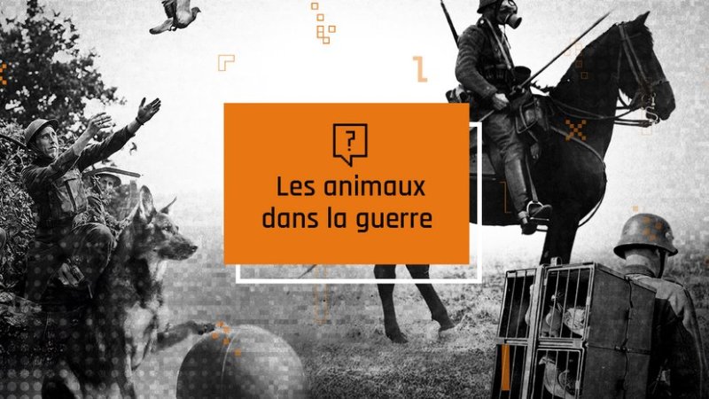 Visel du quizz. Crédit : Lumni