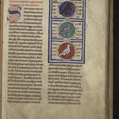 Bibliothèque de Saint-Omer. Traité des oiseaux. Manuscrit 94.