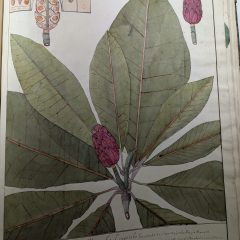 Bibliothèque Saint-Corneille de Compiègne. Herbier de Léré, VDC 11.