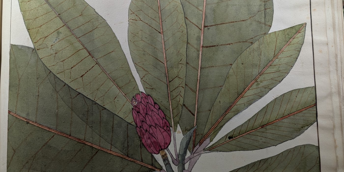 Bibliothèque Saint-Corneille de Compiègne. Herbier de Léré, VDC 11.